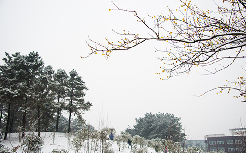 12腊梅傲雪