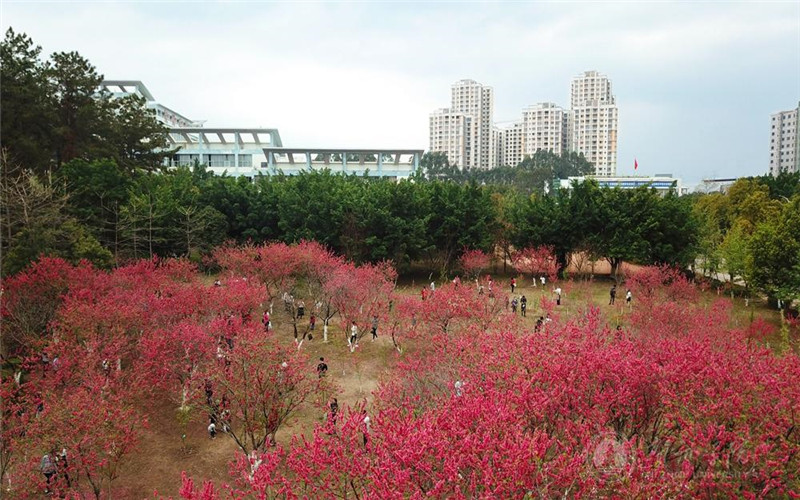 贺院桃花