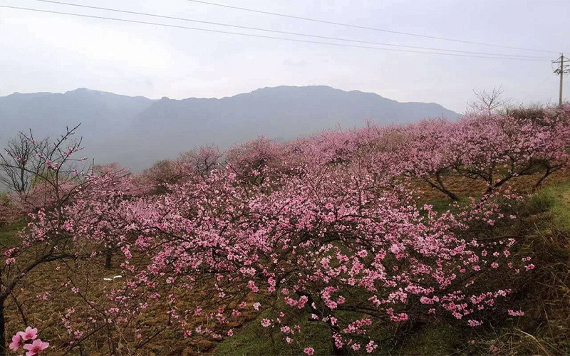 十里桃林