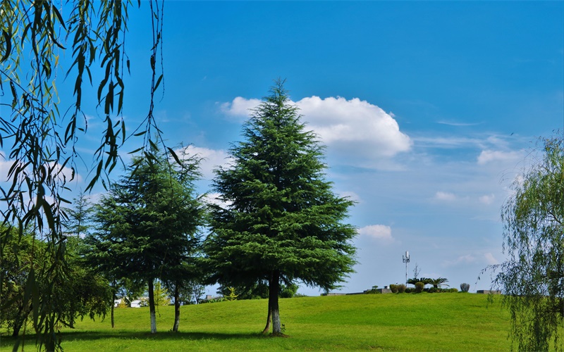 校园风景11