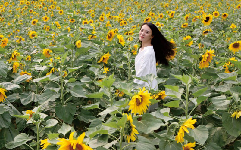 四川大学锦城学院--夏日农场