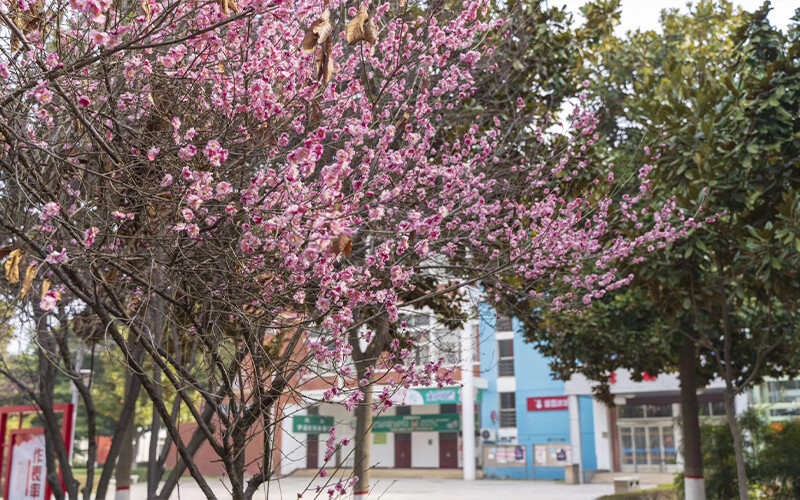 餐厅前绿地