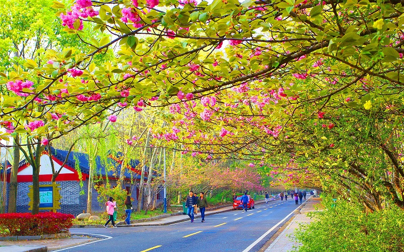 樱花路