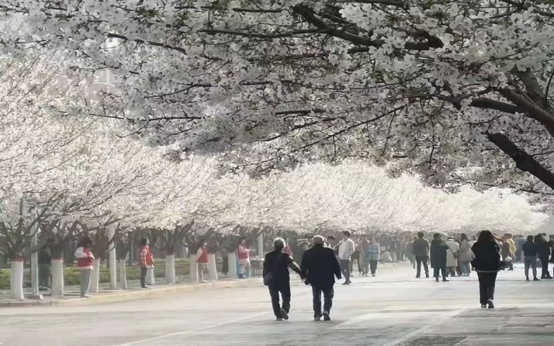 浪漫樱花