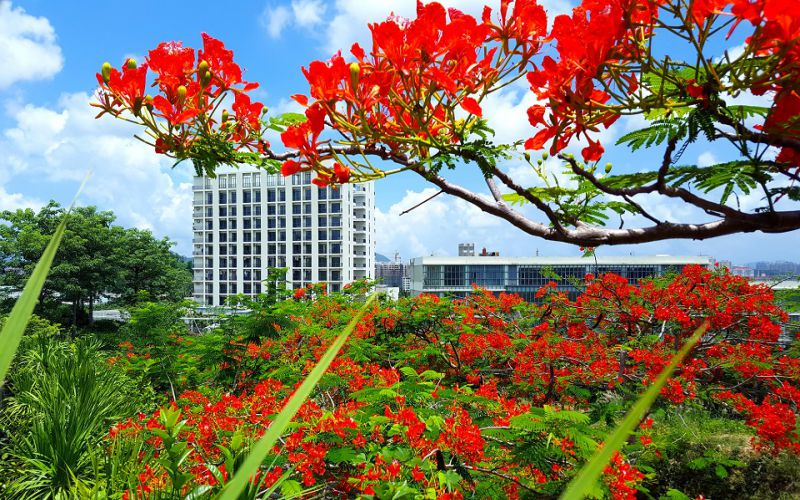 校园花景