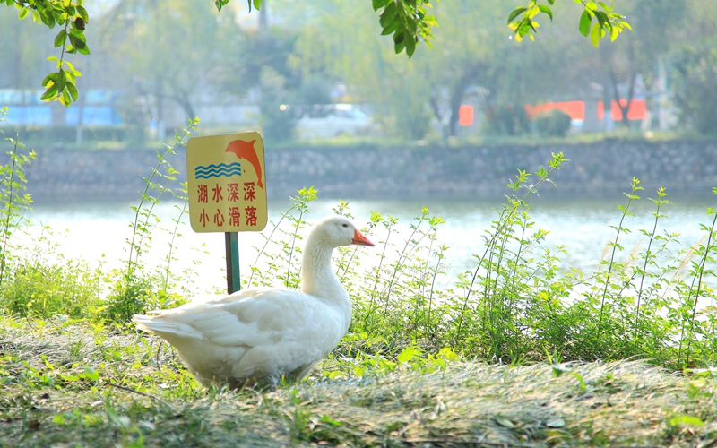 莞城校区