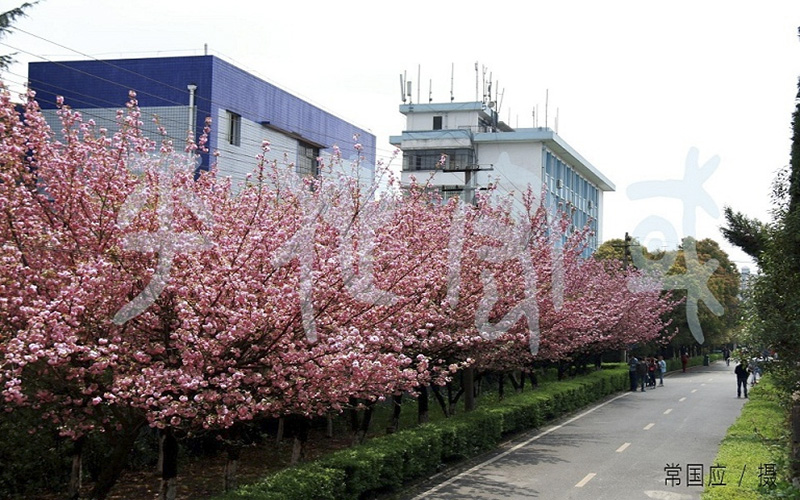 樱花盛开