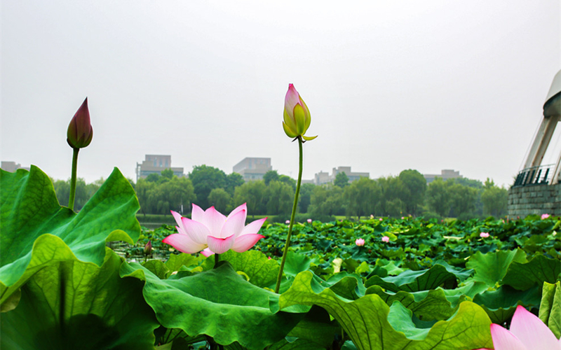 浙江大学