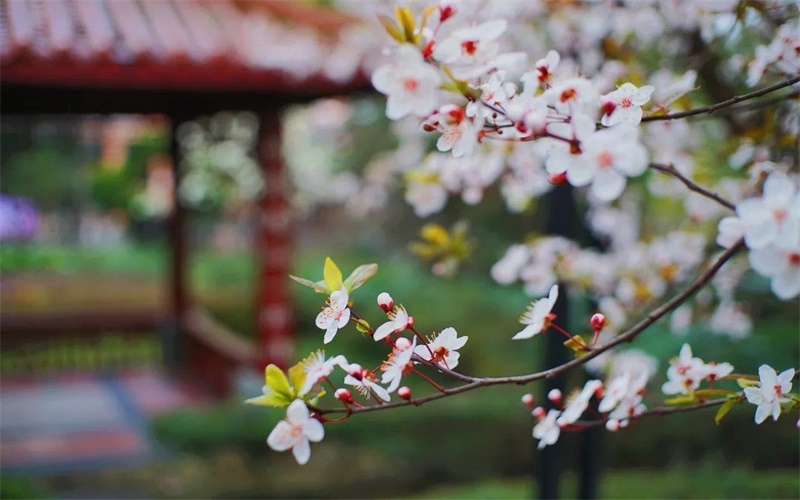 四川师范大学6