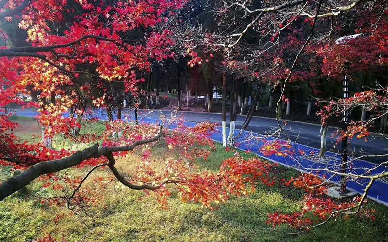 校园秋景