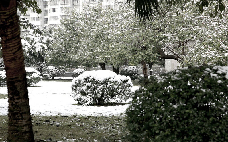 校园雪景