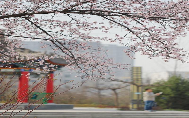 校园风景